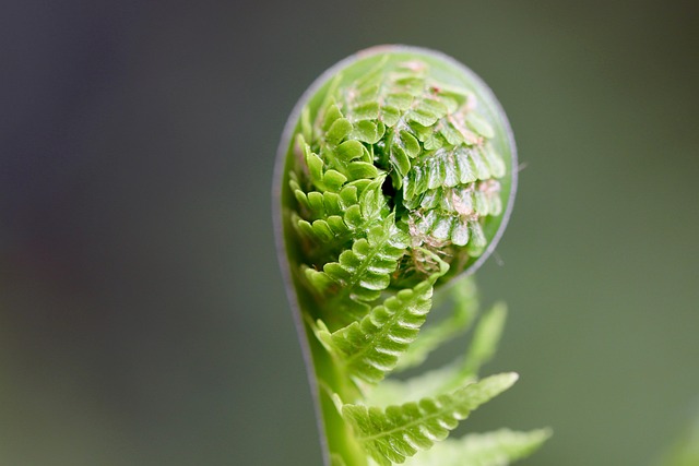 Green fern unfurling